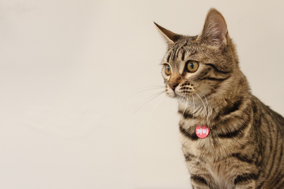 La festa del gatto con le poesie di Vivian Lamarque | L’Altrove